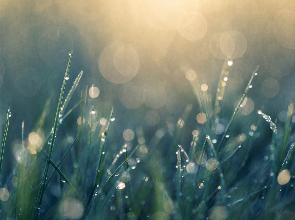 Dew on meadow grass at first light